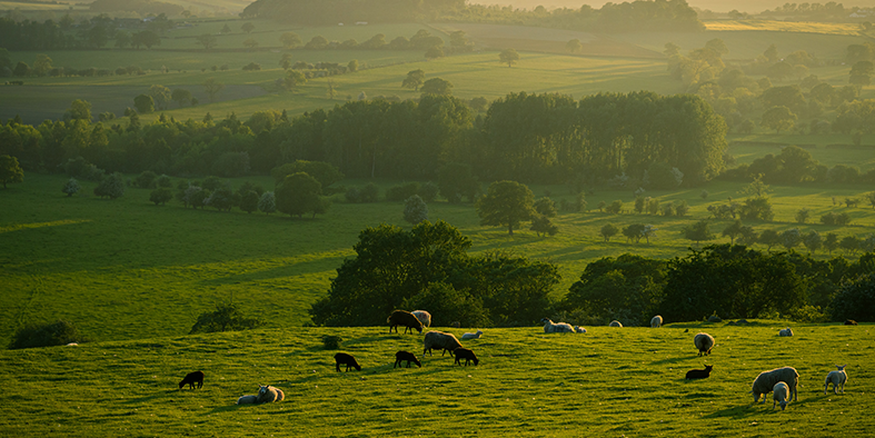 cows in field