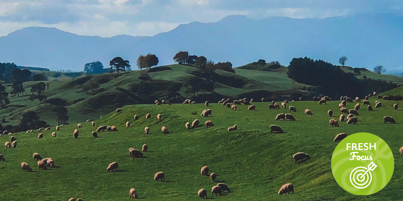 Fields with sheep