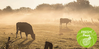 Cows in field